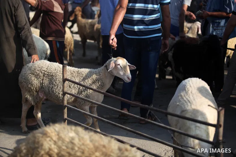 Palestinians gather at a live-stock market, ahead of Eid al-Adha in Gaza city on August 9, 2019. Muslims across the world are preparing for the Eid al-Adha holiday when custom requires the faithful to make a sacrifice. P...
