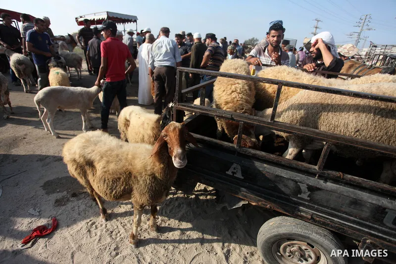 Palestinians gather at a live-stock market, ahead of Eid al-Adha in Gaza city on August 9, 2019. Muslims across the world are preparing for the Eid al-Adha holiday when custom requires the faithful to make a sacrifice. P...