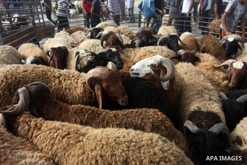 Palestinians gather at a live-stock market, ahead of Eid al-Adha in Gaza city on August 9, 2019. Muslims across the world are preparing for the Eid al-Adha holiday when custom requires the faithful to make a sacrifice. P...