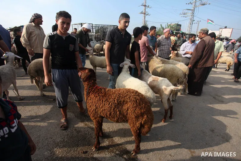 Palestinians gather at a live-stock market, ahead of Eid al-Adha in Gaza city on August 9, 2019. Muslims across the world are preparing for the Eid al-Adha holiday when custom requires the faithful to make a sacrifice. P...