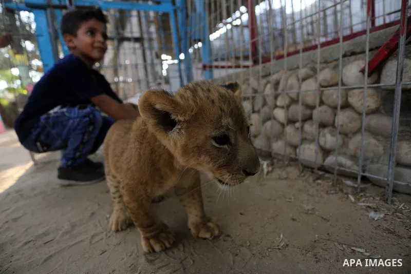 A Palestinian boy shows one newly born lion cubs at a zoo in Rafah in the southern Gaza Strip on September 11, 2019. Photo by Ashraf Amra
