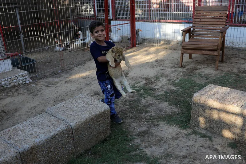 A Palestinian boy shows one newly born lion cubs at a zoo in Rafah in the southern Gaza Strip on September 11, 2019. Photo by Ashraf Amra