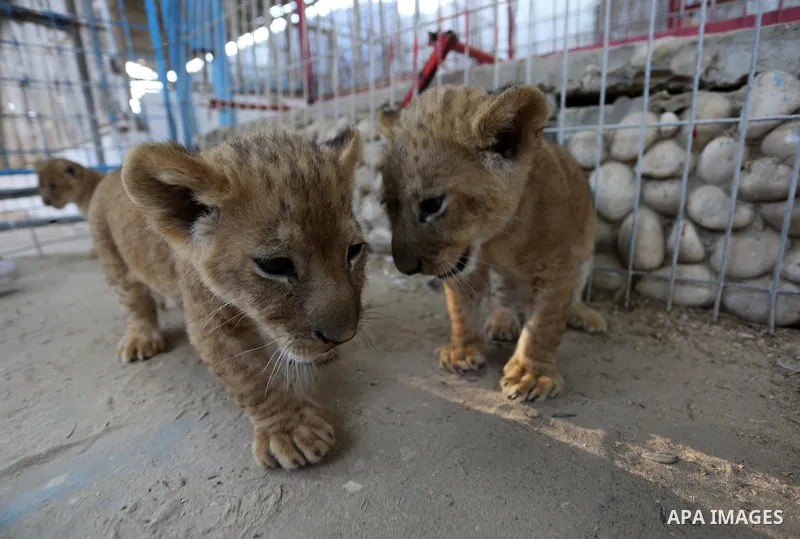 Three newly born lion cubs play at a zoo in Rafah in the southern Gaza Strip on September 11, 2019. Photo by Ashraf Amra