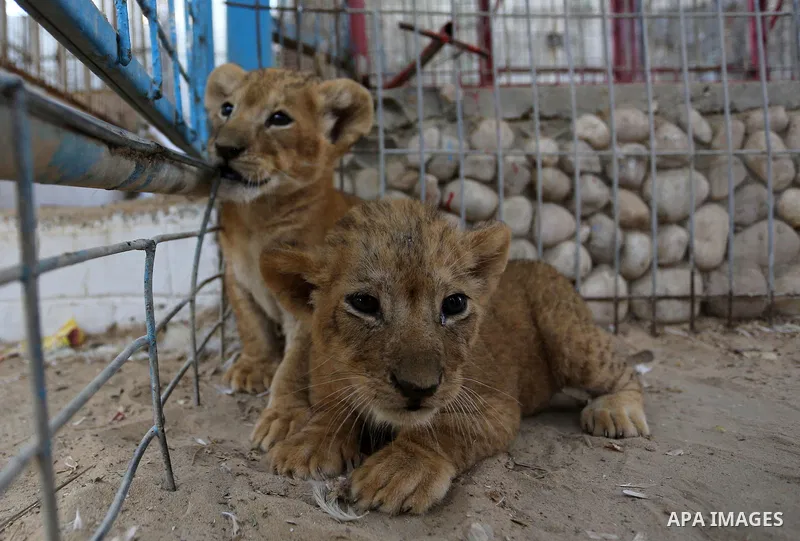 Three newly born lion cubs play at a zoo in Rafah in the southern Gaza Strip on September 11, 2019. Photo by Ashraf Amra