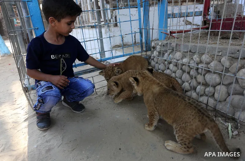 A Palestinian boy shows three newly born lion cubs at a zoo in Rafah in the southern Gaza Strip on September 11, 2019. Photo by Ashraf Amra