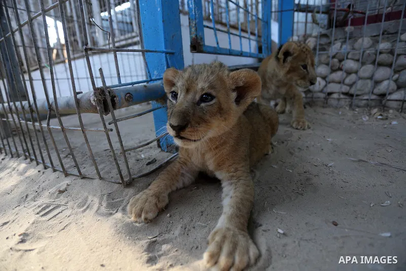 Three newly born lion cubs play at a zoo in Rafah in the southern Gaza Strip on September 11, 2019. Photo by Ashraf Amra