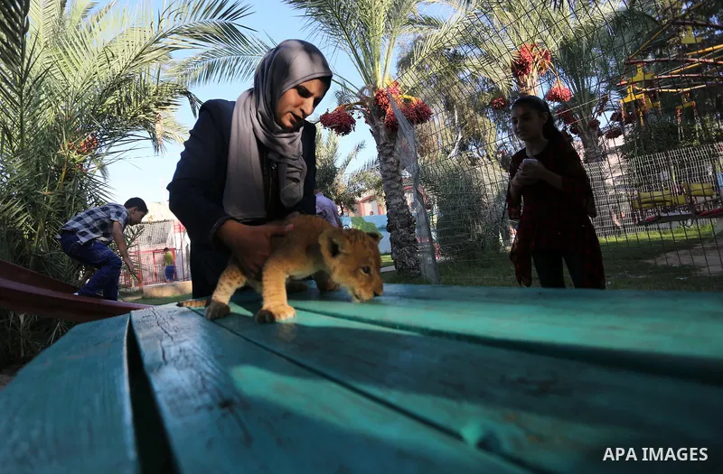 Three newly born lion cubs play at a zoo in Rafah in the southern Gaza Strip on September 11, 2019. Photo by Ashraf Amra