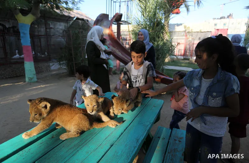 Three newly born lion cubs play at a zoo in Rafah in the southern Gaza Strip on September 11, 2019. Photo by Ashraf Amra