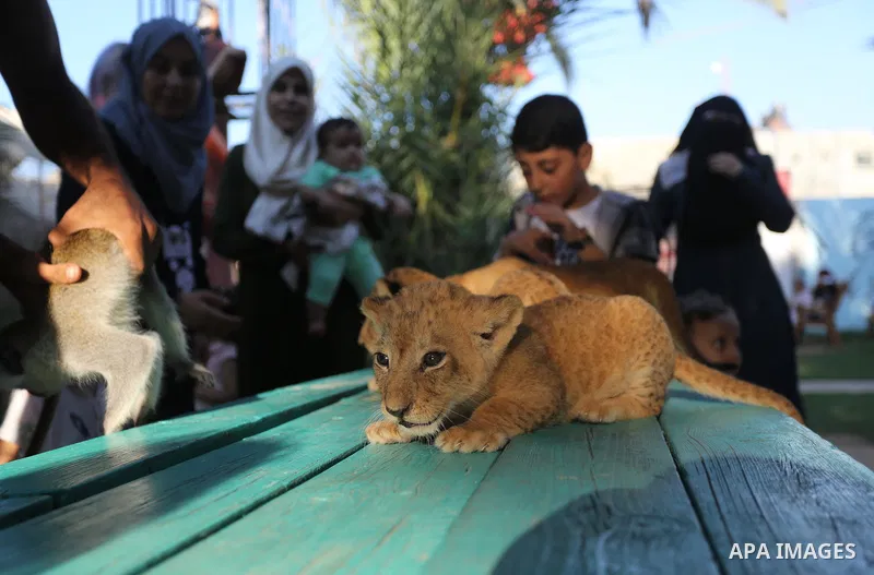 Three newly born lion cubs play at a zoo in Rafah in the southern Gaza Strip on September 11, 2019. Photo by Ashraf Amra