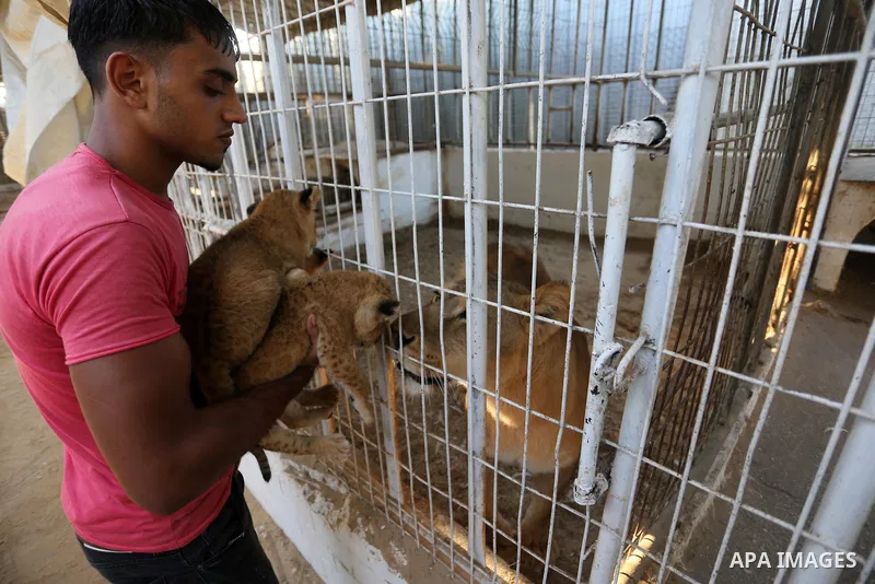 A Palestinian man shows three newly born lion cubs at a zoo in Rafah in the southern Gaza Strip on September 11, 2019. Photo by Ashraf Amra