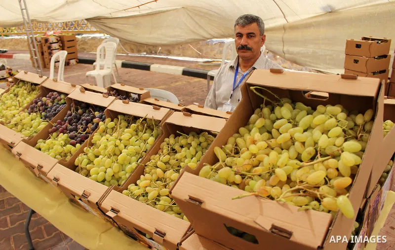 Palestinians display Grapes during the Palestinian grapes festival in the West Bank city of Hebron, on September 14, 2019. Hebron is very famous in grape production as it contains many fields of grapes, the summer is the...