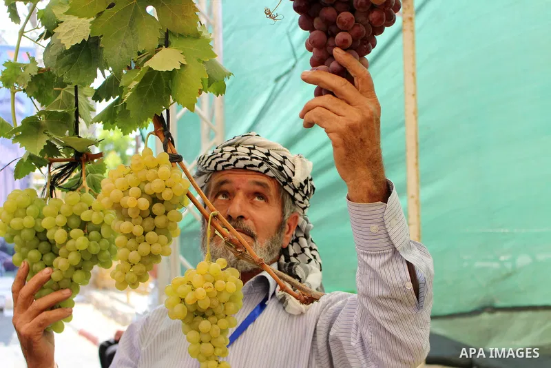 Palestinians display Grapes during the Palestinian grapes festival in the West Bank city of Hebron, on September 14, 2019. Hebron is very famous in grape production as it contains many fields of grapes, the summer is the...