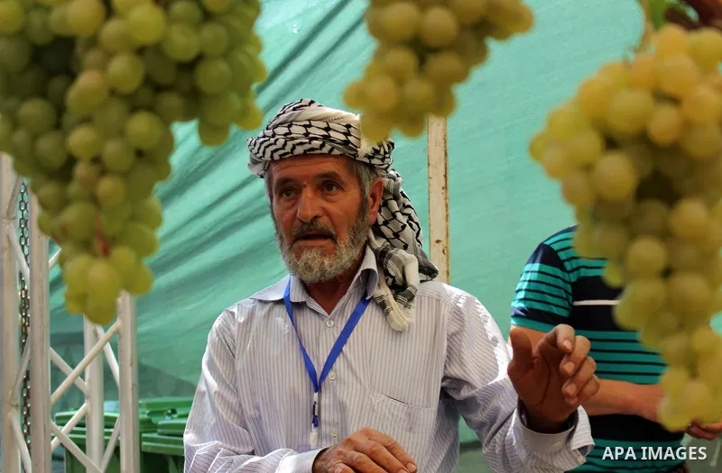 Palestinians display Grapes during the Palestinian grapes festival in the West Bank city of Hebron, on September 14, 2019. Hebron is very famous in grape production as it contains many fields of grapes, the summer is the...