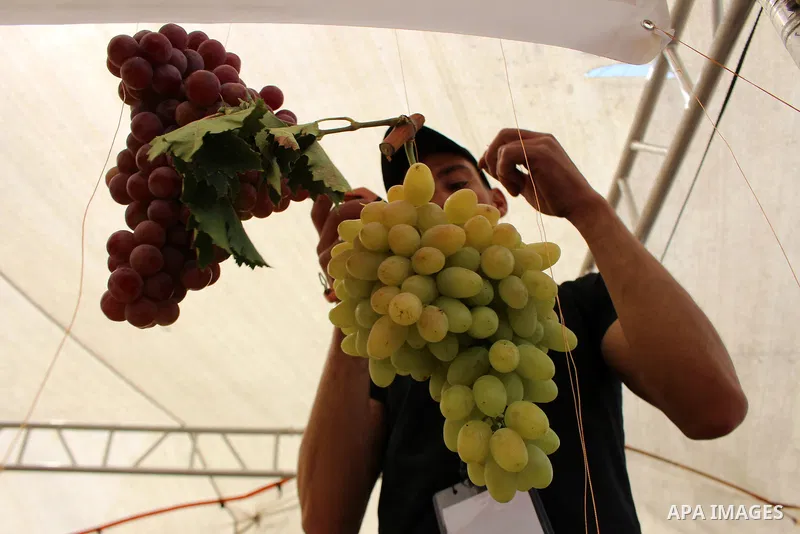 Palestinians display Grapes during the Palestinian grapes festival in the West Bank city of Hebron, on September 14, 2019. Hebron is very famous in grape production as it contains many fields of grapes, the summer is the...