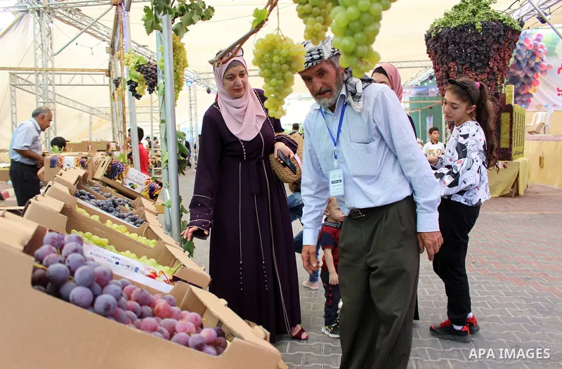 Palestinians display Grapes during the Palestinian grapes festival in the West Bank city of Hebron, on September 14, 2019. Hebron is very famous in grape production as it contains many fields of grapes, the summer is the...