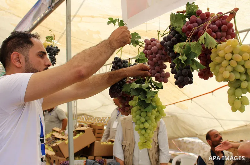 Palestinians display Grapes during the Palestinian grapes festival in the West Bank city of Hebron, on September 14, 2019. Hebron is very famous in grape production as it contains many fields of grapes, the summer is the...