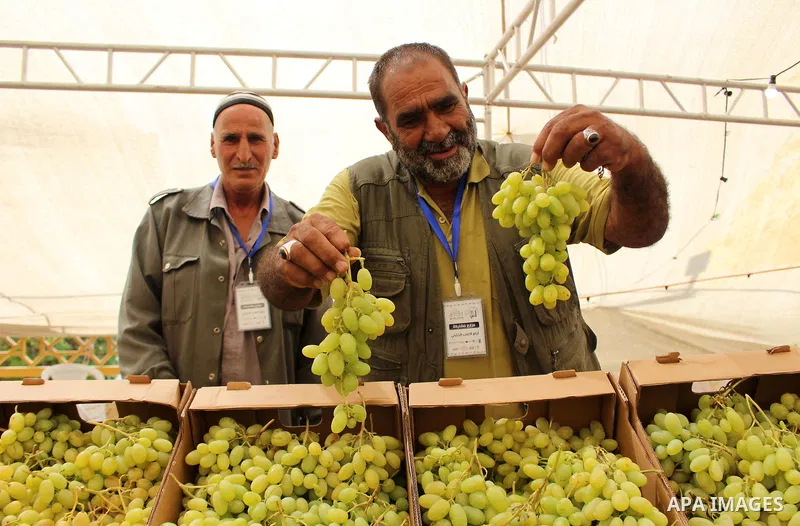 Palestinians display Grapes during the Palestinian grapes festival in the West Bank city of Hebron, on September 14, 2019. Hebron is very famous in grape production as it contains many fields of grapes, the summer is the...
