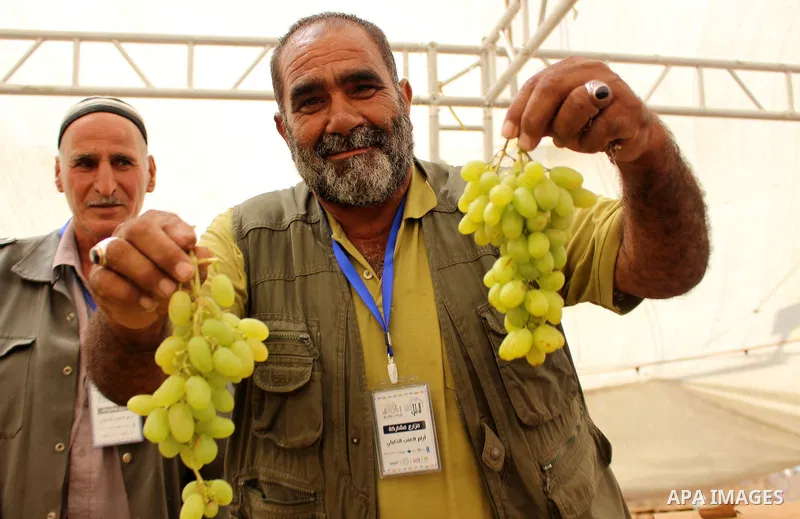 Palestinians display Grapes during the Palestinian grapes festival in the West Bank city of Hebron, on September 14, 2019. Hebron is very famous in grape production as it contains many fields of grapes, the summer is the...