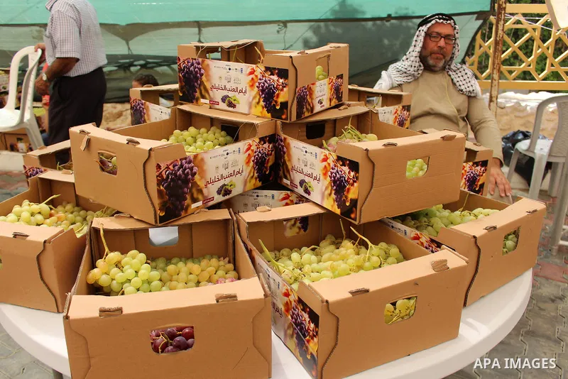 Palestinians display Grapes during the Palestinian grapes festival in the West Bank city of Hebron, on September 14, 2019. Hebron is very famous in grape production as it contains many fields of grapes, the summer is the...