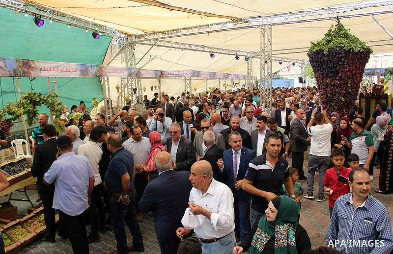 Palestinians display Grapes during the Palestinian grapes festival in the West Bank city of Hebron, on September 14, 2019. Hebron is very famous in grape production as it contains many fields of grapes, the summer is the...