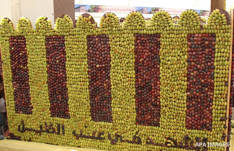 Palestinians display Grapes during the Palestinian grapes festival in the West Bank city of Hebron, on September 14, 2019. Hebron is very famous in grape production as it contains many fields of grapes, the summer is the...