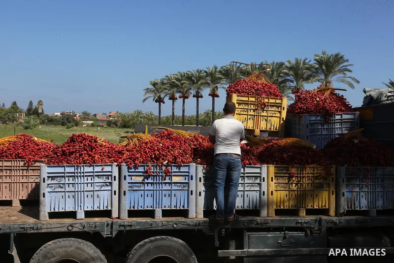 Palestinian farmers harvest dates from a palm tree in Deir al-Balah in the central Gaza Strip on September 24, 2019. Photo by Ashraf Amra