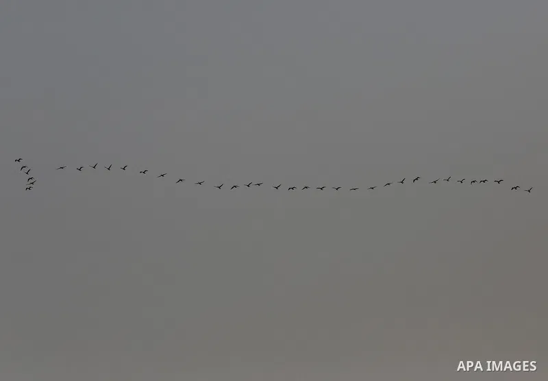 birds are seen flying over Gaza city, on November 13, 2019. Photo by Ashraf Amra