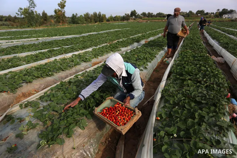Palestinian farmers harvest strawberries at a farm in Beit Lahia, in the northern Gaza Strip, on December 11, 2019. Photo by Ashraf Amra