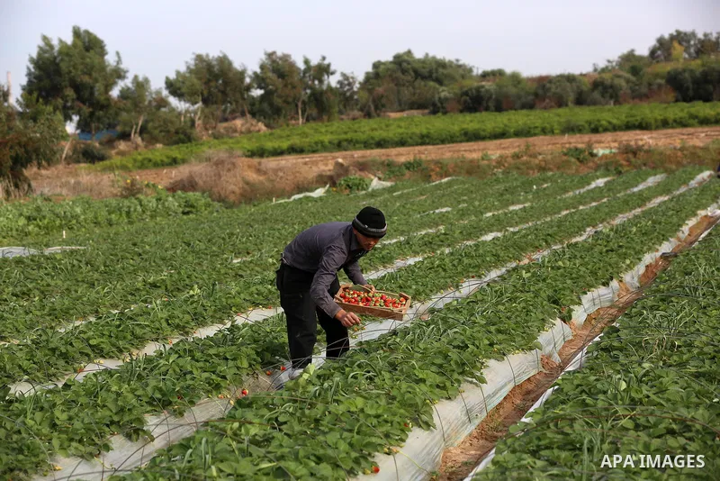 Palestinian farmers harvest strawberries at a farm in Beit Lahia, in the northern Gaza Strip, on December 11, 2019. Photo by Ashraf Amra