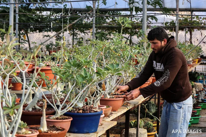 A Palestinian farmer checks the cactus seedlings at cactus forest, in the northern Gaza strip, on January 12, 2020. A cactus is a member of the plant family Cactaceae, a family comprising about 3000 known species of the...