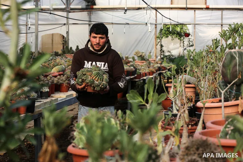 A Palestinian farmer checks the cactus seedlings at cactus forest, in the northern Gaza strip, on January 12, 2020. A cactus is a member of the plant family Cactaceae, a family comprising about 3000 known species of the...