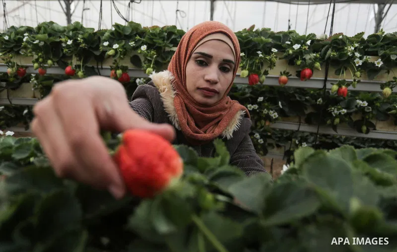 A Palestinian girl Haneen Abu Daqqa, 27, inspects hanging Strawberry plants at green house in Khan Younis in the southern of Gaza Strip on January 15, 2020. Hanging Strawberry succeeded for the first time in the southern...