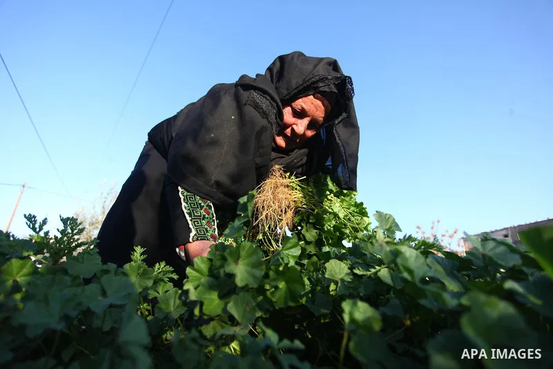 A Palestinian woman harvests crops on her land in Khan Yunis in the southern of Gaza strip on February 4, 2020. Photo by Mahmoud Ajjour