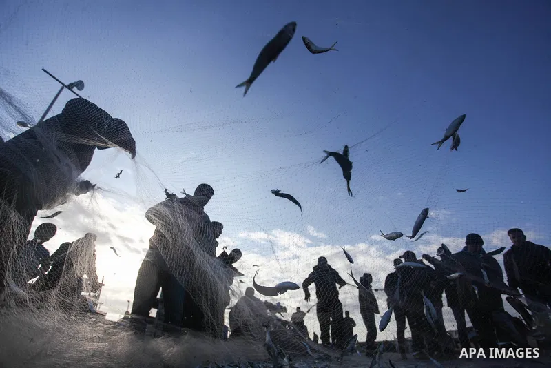 Palestinian fishermen collect fish from their net, at the Gaza seaport, on February 11, 2020. Photo by Mahmoud Ajjour