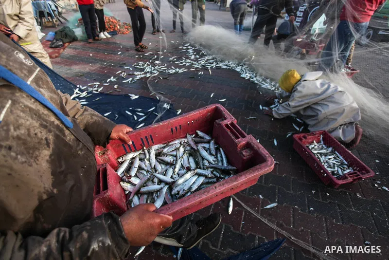 Palestinian fishermen collect fish from their net, at the Gaza seaport, on February 11, 2020. Photo by Mahmoud Ajjour