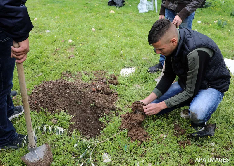 Palestinians plant olive trees in the Valley of Rababa in Jerusalem, on March 13, 2020. The Israeli occupation seeks to seize the entire 60-dunam area of Silwan, known as Wadi al-Rababa, to turn it into a public park. Ph...