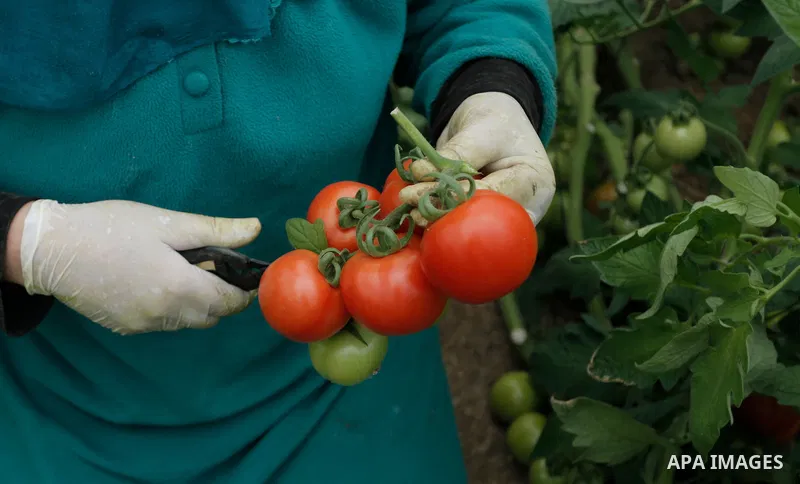 Palestinian farmer Syria Khader, 53, picks tomatoes on the occasion of Mother's Day at her farmland, in the West Bank city of Nablus on March 21, 2020. Photo by Shadi Jarar'ah