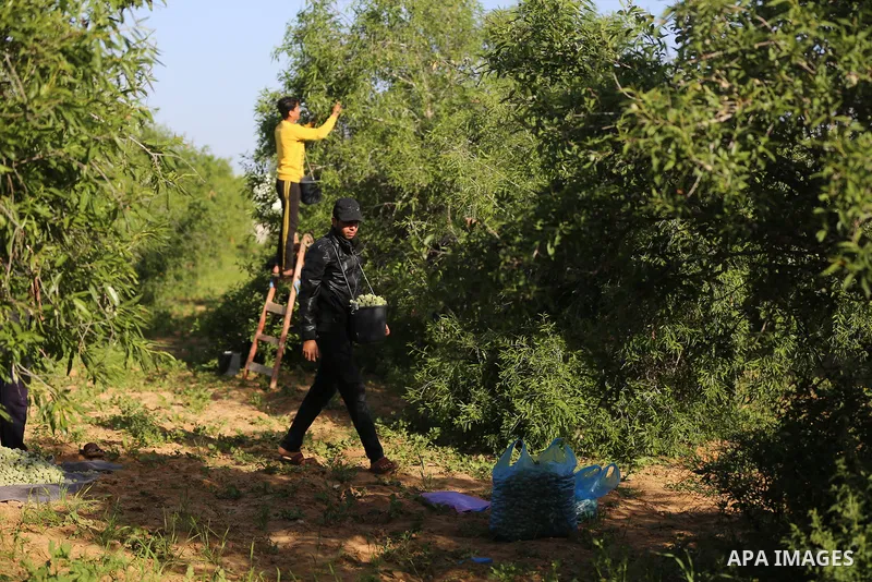 Palestinian farmers harvest almonds at a field, in Khan Younis in the southern Gaza Strip on March 29, 2020. Photo by Ashraf Amra