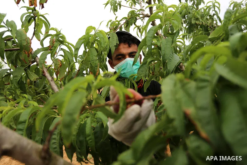 Palestinian farmers wearing a face mask and gloves as precaution against the coronavirus disease (COVID-19) collect peach from their field during harvest season in Khan Younis in the southern Gaza Strip, on June 1, 2020....