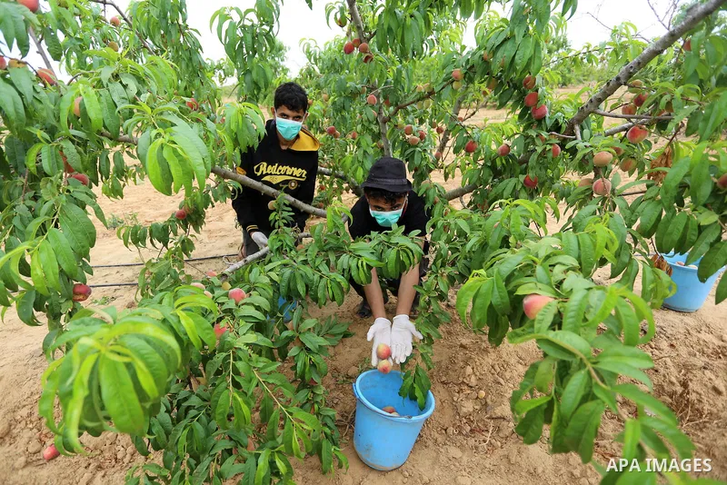 Palestinian farmers wearing a face mask and gloves as precaution against the coronavirus disease (COVID-19) collect peach from their field during harvest season in Khan Younis in the southern Gaza Strip, on June 1, 2020....
