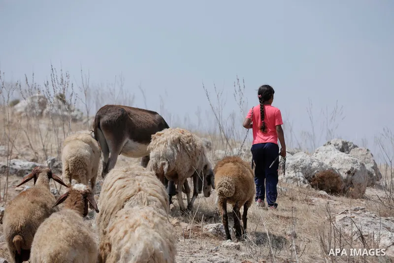 Palestinian girl Bisan Kaabneh,10, graze sheep near their tents in Khirbet Samra in the northern Jordan Valley, lands threatened with confiscation within Israel's plans to annex parts of the occupied West Bank, on June 3...