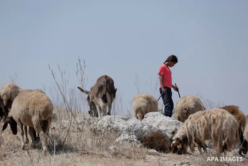 Palestinian girl Bisan Kaabneh,10, graze sheep near their tents in Khirbet Samra in the northern Jordan Valley, lands threatened with confiscation within Israel's plans to annex parts of the occupied West Bank, on June 3...