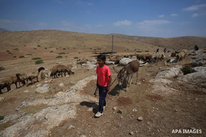 Palestinian girl Bisan Kaabneh,10, graze sheep near their tents in Khirbet Samra in the northern Jordan Valley, lands threatened with confiscation within Israel's plans to annex parts of the occupied West Bank, on June 3...