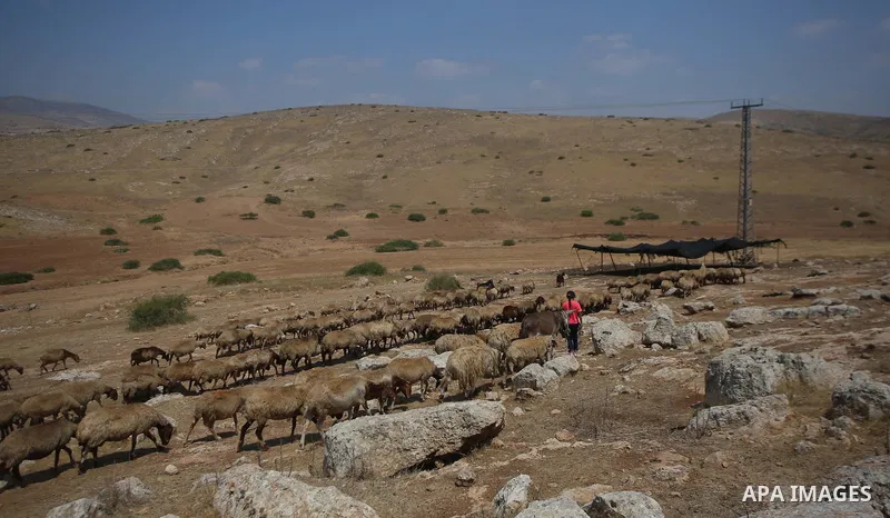 Palestinian girl Bisan Kaabneh,10, graze sheep near their tents in Khirbet Samra in the northern Jordan Valley, lands threatened with confiscation within Israel's plans to annex parts of the occupied West Bank, on June 3...