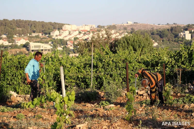 Palestinian workers work near the Israeli settlement of Efrat within the Gush Etzion settlement between Hebron and Bethlehem in the West Bank on June 30, 2020. Israel aims to begin a process of annexing West Bank settlem...