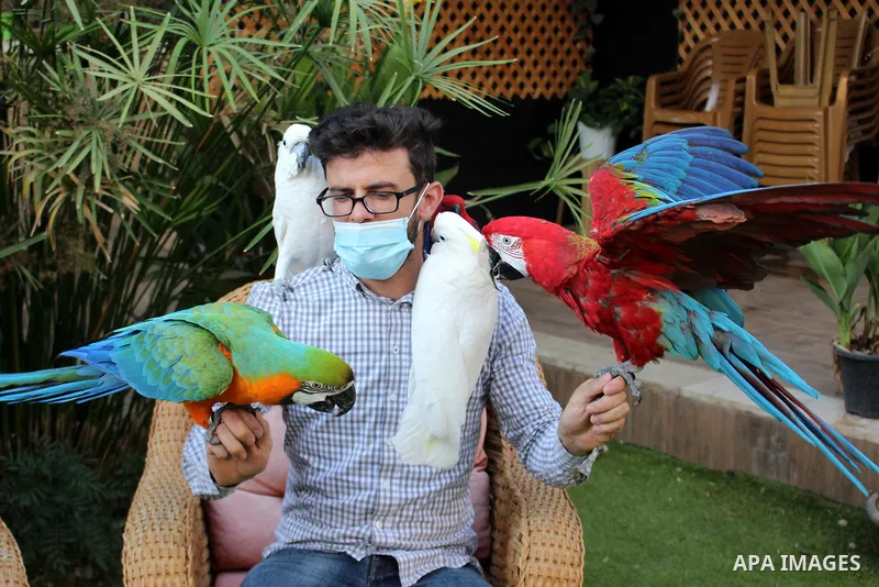 Palestinian parrot breeder Nash'at Etmeizi shows some of his birds in his farm in the village of Idna, near the West bank town of Hebron, on August 26, 2020. For more than a decade, Etmeizi has been breeding a large vari...