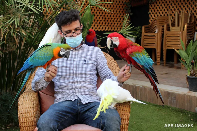 Palestinian parrot breeder Nash'at Etmeizi shows some of his birds in his farm in the village of Idna, near the West bank town of Hebron, on August 26, 2020. For more than a decade, Etmeizi has been breeding a large vari...