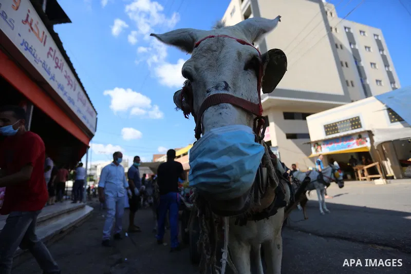 A Palestinian seller puts a mask on a donkey as a preventive measure amid fears of the spread of the coronavirus, during the imposed lockdown to mitigate virus outbreak in the Gaza Strip, in Dair Al Balah in the central...