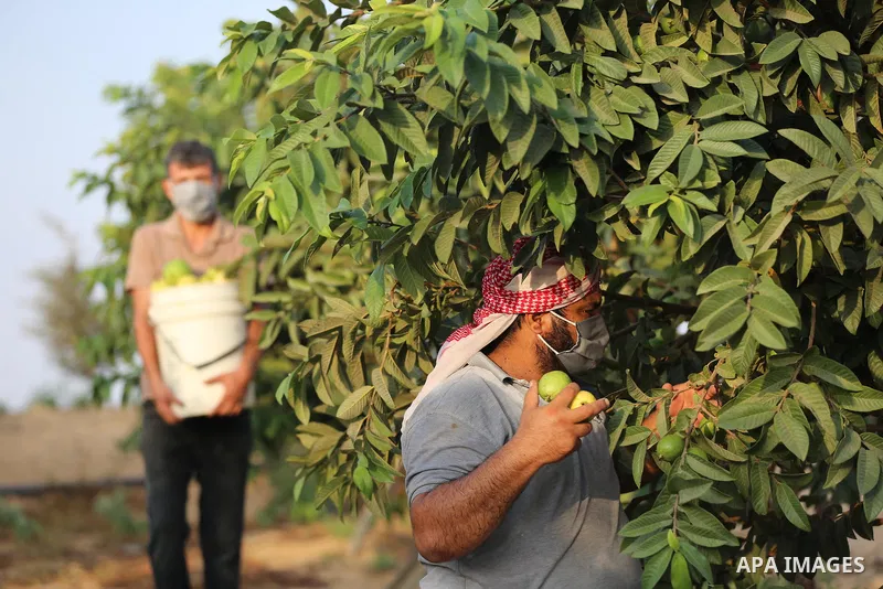 A Palestinian farmer collects guava fruits at the start of the annual harvest season, in Khan Younis in the southern Gaza Strip on September 7, 2020. Photo by Ashraf Amra