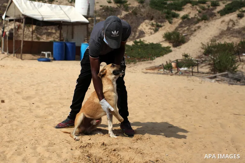 Billy, an amputee dog undergoing rehabilitation for a new prosthetic limb in cooperation with Gaza Municipality's artificial limbs center, at the Sulala Society for Animal Care shelter in Gaza City, on September 10, 2020...